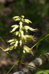 Ohio buckeye